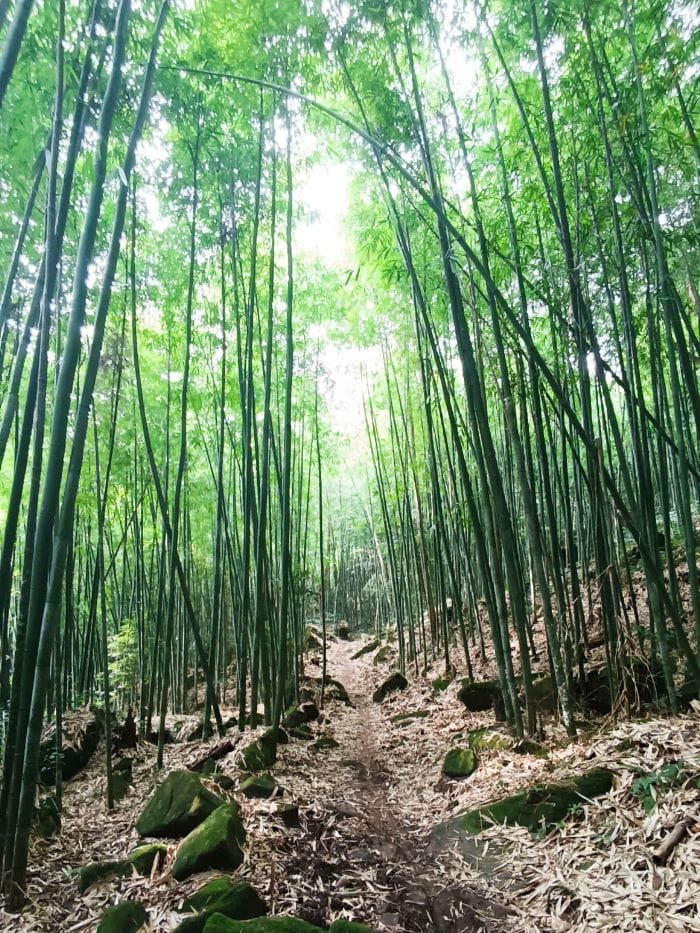 Rừng vầu Ngải Chồ